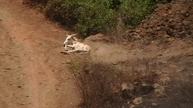 Builder's relatives enter mangroves