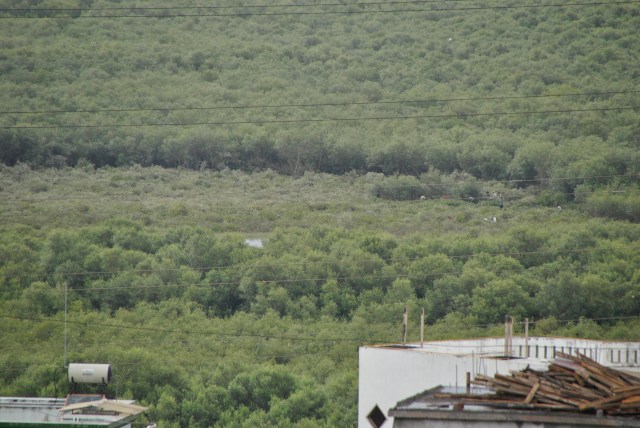 Many workers seen hacking mangroves