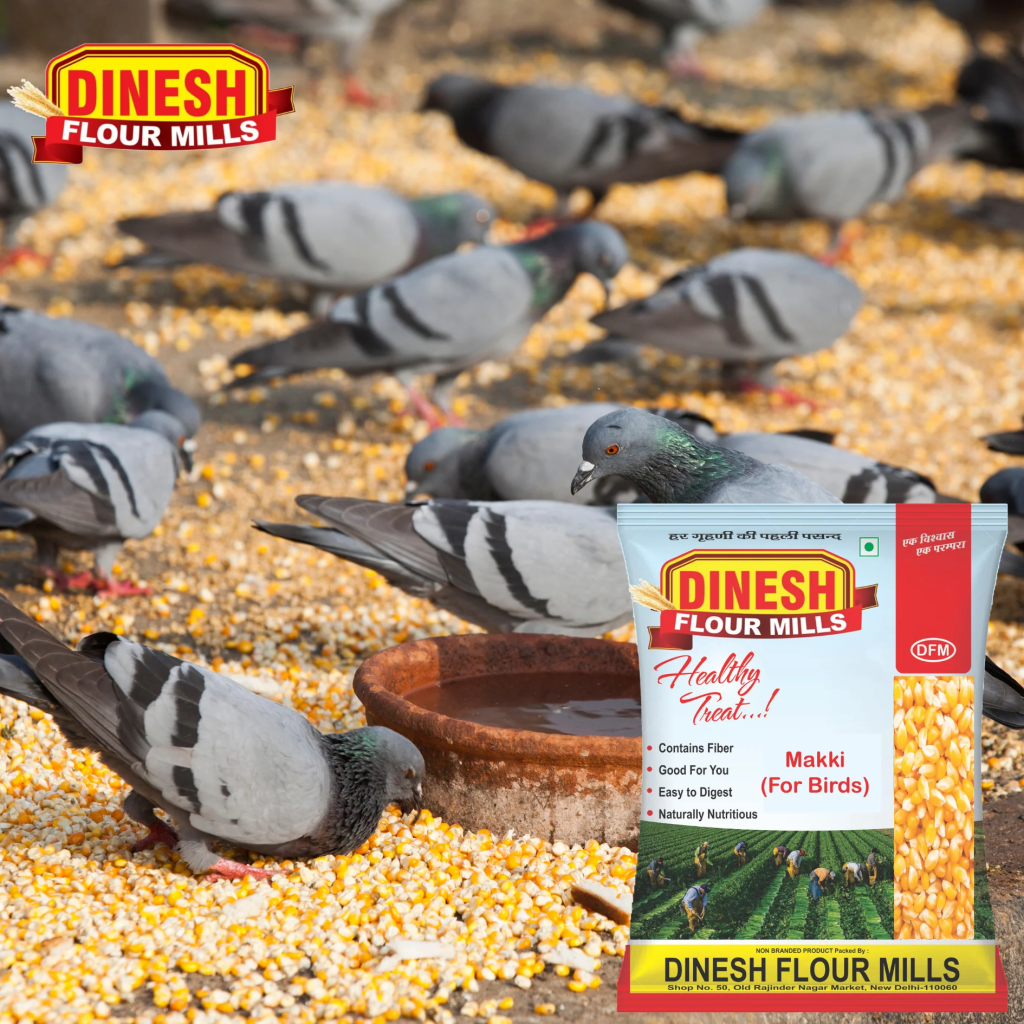 Feeding pigeons? Fine is ₹500. BMC cracks&nbsp;down