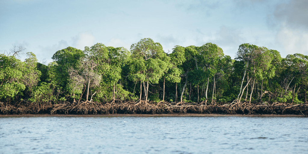 Mangrove lands will be handed over to forest dept in 2 months: Collectors promise HC in October&nbsp;2025