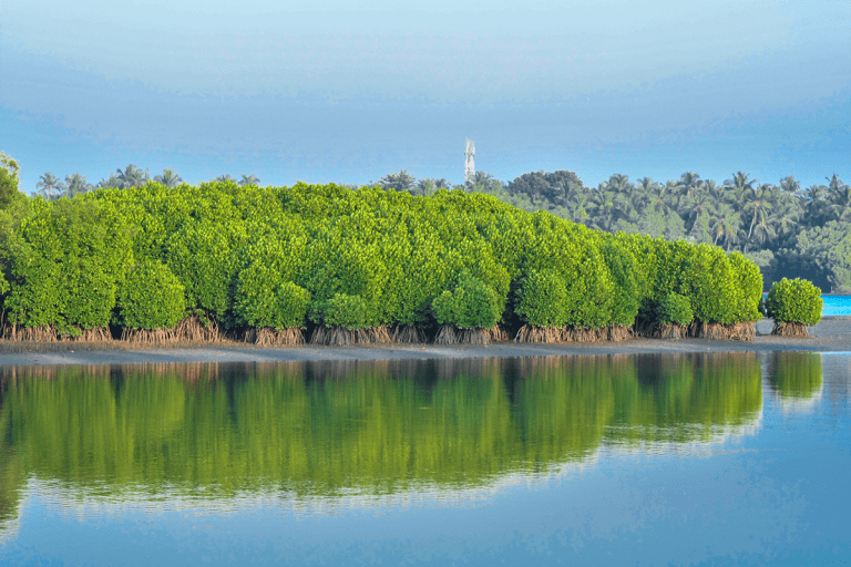 Bulk of mangrove land remains untransferred in 2026 despite HC&nbsp;orders